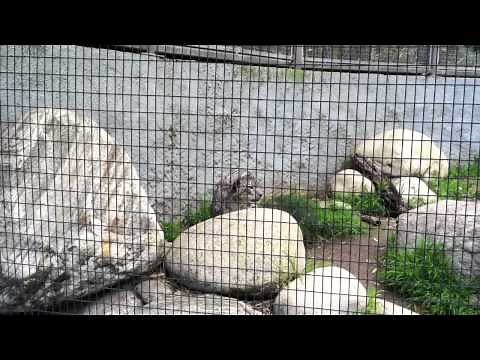 What Does a Snow Leopard Sound Like?