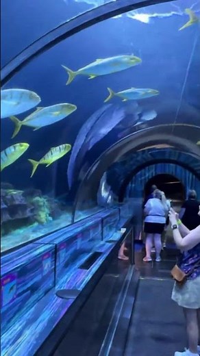 SeaWorld Orlando | Aquarium 3