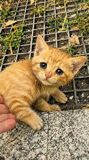 後ろ足が動かない子猫に奇跡は起きるのか… #保護猫 #子猫 #感動