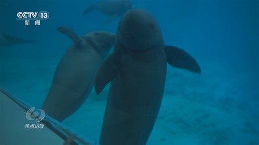 焦点访谈 | 推进长江生态保护工作 留住江豚的“微笑”