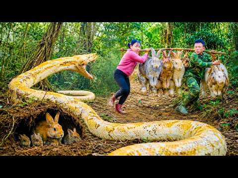 72 Hours Survival: Giant Albino Python Suddenly Strikes While Harvesting Giant Rabbits! No escape!