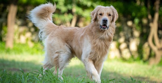 Katherine Schwarzenegger and Celebrities Share Animal Rescue Stories