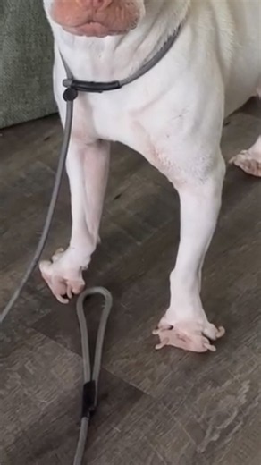Why Dogs Need Toe Joints #goodtoknow #vet #medicine #youtubeshorts #funfacts #survival #lifehacks