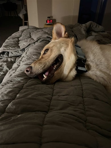 Noodle the Crazy Labrador: A Day of Fun