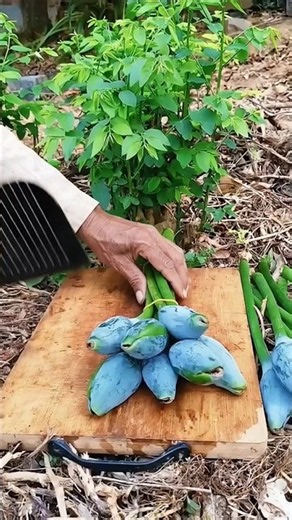 Blue Java Banana Harvesting : Cutting Rare Blue Bananas from the Bunch