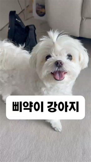 눈치빠른 삐약이 강아지🐶 동네에 애견동반 식당이 많이 생겼으면 좋겠어요😂 #강아지 #솜뭉치 #반려견