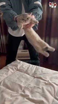 60 secs of Internet's Cutest Cats - Part 29