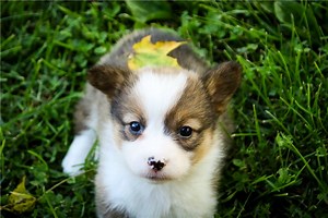 Karis - Pembroke Welsh Corgi Puppy 6C1DDB
