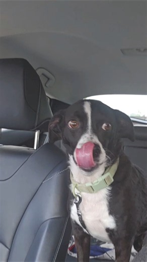 Scotty the dog morning car ride part 1 #cutedogs #doggielife #cutepuppy #dogmom #amazonfinds #oets
