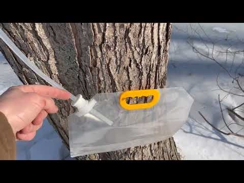 Tips for Tapping Trees with the DSTANA Tree Tapping Kit