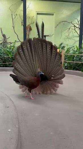 Check out this neat video of Wings of the World's male great argus pheasant trying to charm our female with his courtship dance - captured by Bird Keeper Haley! #audubonzoo #courtship #bird #arguspheasant