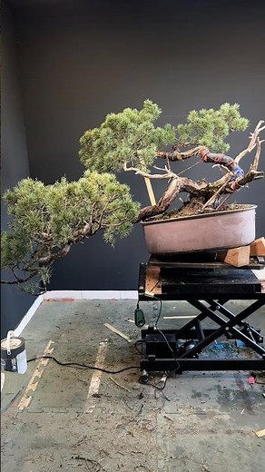 Transformation d’un Pin YAMADORI avec un pliage ultra délicat. Objectif: Un BONSAÏ EXCEPTIONNEL