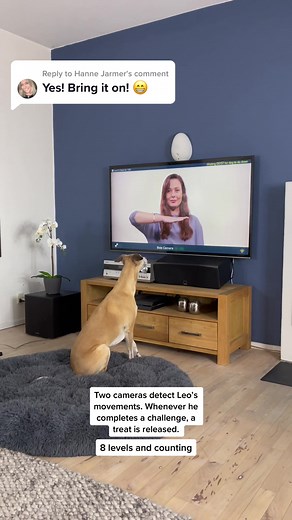 Interactive Mental Stimulation Game for Dogs