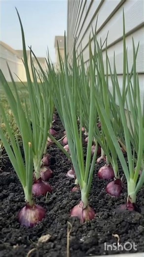 Planting 150 Purple Onion Seeds Using Egg Cartons 🌱