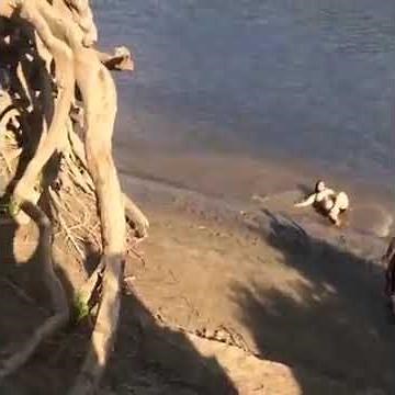 Fat chick falls off rope swing