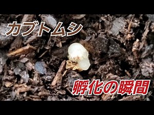 【カブトムシ】 卵 孵化（ふか）の瞬間