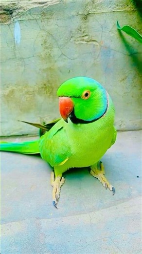 Talking parrot video😱#viralvideo #shorts #trending #talkingparrot #viralshorts #funny #shorts #bird