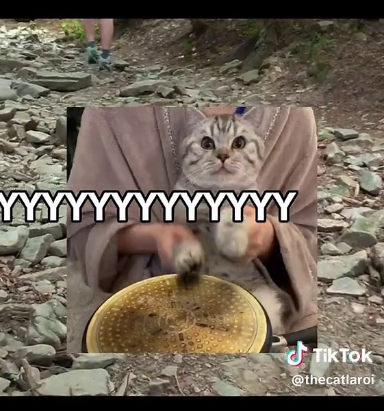 Cat JoJo Meme: The Ultimate Meowing Compilation