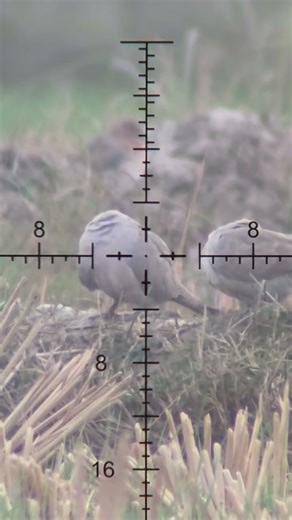 hunt with fx impact mk3