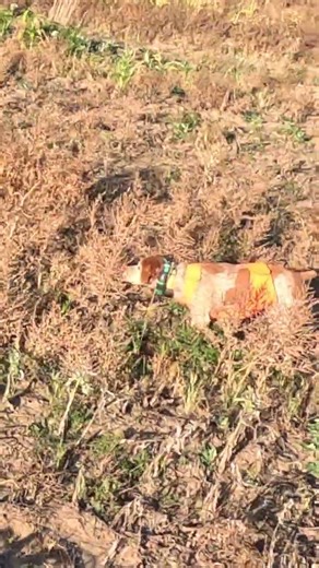 Birds Hunting | Simple Hunts S152 | #birddog #birdhunting #hunting