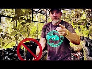 Don’t Make This Fatal Mistake Growing Your Avocado Tree