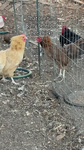 When two boss hens clash and the Bantam Brothers can’t break it up. 😂 What are they for except bullying other young roosters. 🤷🏻‍♀️ Spicy runs in PJ’s bloodline, but motherhood runs in Buffy’s. In today’s episode of All my Chickens: PJ, daughter of the legendary Pepper, challenged Buffy the Protective Mama. But Buffy said my children are off-limits. The bantam brothers attempted peacekeeping—FAILED. So Sergio clocked in as head rooster security and shut the whole showdown down. Tune in tomorr