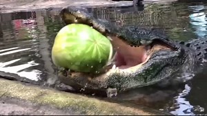 Real monsters: The world’s largest saltwater crocodile