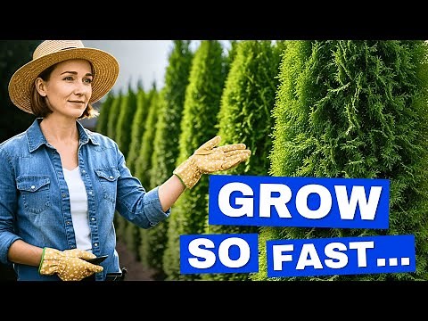 7 Privacy Plants That GROW So Fast… BEST Fast-Growing Privacy Plants