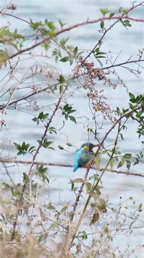 愛媛県伊予郡松前町重信川サイクリングロード周辺でカワセミ観賞 #カワセミ #野鳥 #重信川 #重信川サイクリングロード
