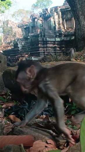 Monkeys' Daily Life Will Touch Your Heart 🥺🌿 | ASMR |