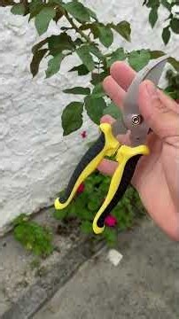 Most plants need pruning