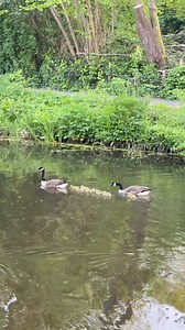🦆🐣Welcome to the world (and Cwmbran). Duck life on the canal at Two Locks. | Cwmbran Life