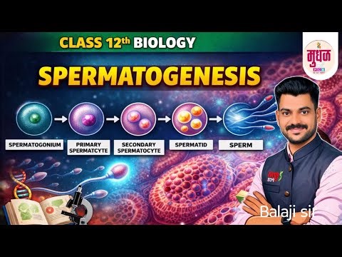 HUMAN REPRODUCTION -SPERMATOGENESIS class-12th biology