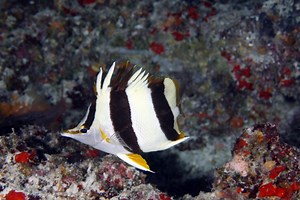 News Species of Butterflyfish Discovered in Deep Reef | Maui Now