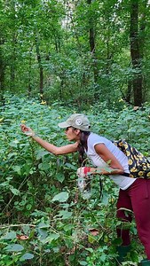 I finally collected jewelweed seeds 🙌🏽 Jewelweed is often called Mother Nature’s antidote, especially for poison ivy, poison oak, and stinging nettle. Its sap soothes itching, calms inflammation, and can even counteract urushiol, the oil in poison ivy that causes rashes. Traditionally, people crushed the stems and leaves to release the juice and applied it right to the skin. Fittingly, jewelweed tends to grow in the same damp shady places as poison ivy almost as if nature planted the remedy be