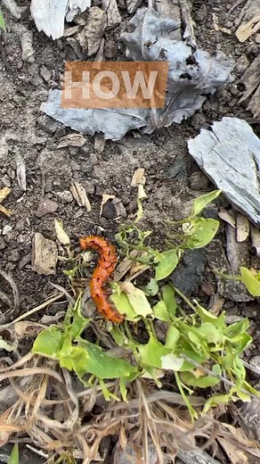 This just goes to show how important it is to have native plants on the landscape! #nativehabitatproject #conservationlandscaping #plantnative #nativeplants #passionvine #gulffritillary #pollinatorweek2022 | Native Habitat Project