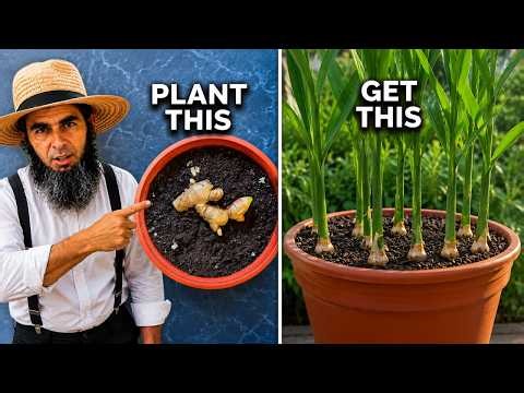 How to Grow Ginger in Containers And Get a Huge Harvest