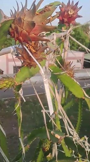 🌵🌸🍎 Dragon Fruit Plant with Bud, Flower & Fruit in One Plant | Nature’s Wonder