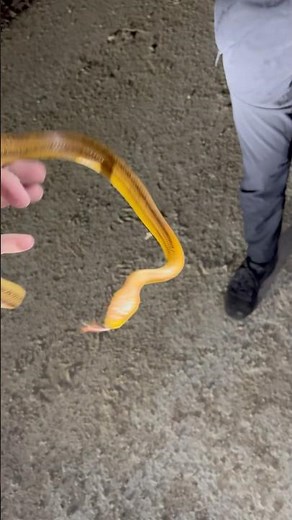 Florida Everglades Orange Rat Snake Caught While Looking For The Invasive Burmese Python #reptiles