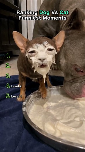 Try Not To Laugh: Ultimate Pet Edition 🤣 #funny #cute #pets