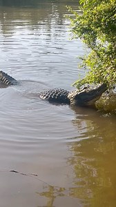 SOUND ON 📣📣📣Watch til the end to see and hear a slow-mo bellow‼️Gatorland’s alligators are sounding off all throughout the park! Y’all come on out and see the Best Big Bellows in Florida‼️🐊❤️ #florida #alligator #bellow | Gatorland Orlando