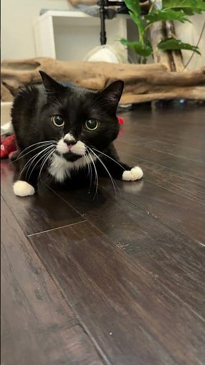 Cassidy reactive - intractable itching/referred pain? Oct 17 2025