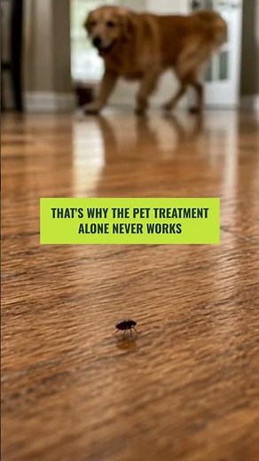 Treated your dog for fleas and still finding them around the house? 🐾