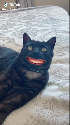 Hilarious Funny Cat Showing Off Teeth with a Big Cheese Smile