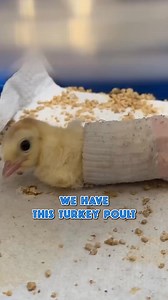 We Hatched a Turkey that Can't Walk 😢 #TurkeyHatch #BabyTurkeys #AnimalRescue #BirdLovers #CuteAnimals #DIYProject #HatchingProcess #NatureInAction #InspiringStories #FarmLife | White House on the Hill