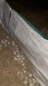 1.2M views · 68K reactions | Lụm hột vịt, nhìn thấy ham quá. #letuankhang | Lê Tuấn Khang | Facebook