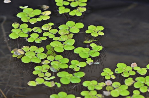 Raiz: o que é, função, partes, classificação, tipos - Brasil Escola