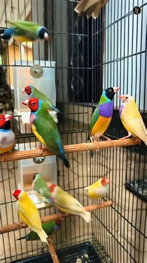 Gouldian Finch Facts You Didn't Know!😱