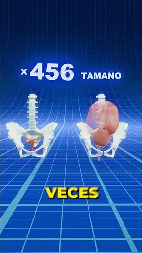 How does the uterus change during pregnancy?