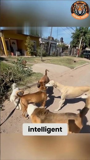 This Dog Stayed Calm When 5 Dogs Surrounded Him!